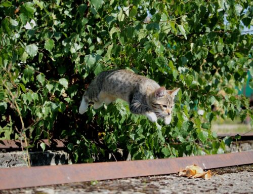 Arthrose und Schmerzen bei Katzen